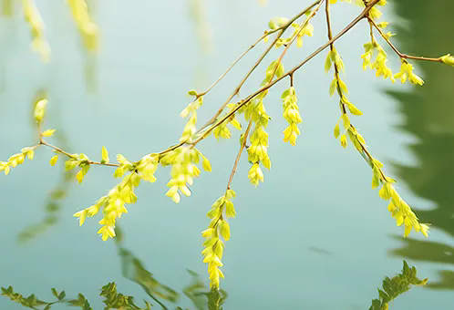 消毒和解毒如何區(qū)分？消毒劑殘留毒素怎么解？