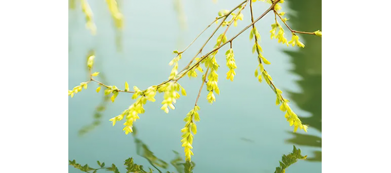 消毒和解毒如何區(qū)分？消毒劑殘留毒素怎么解？