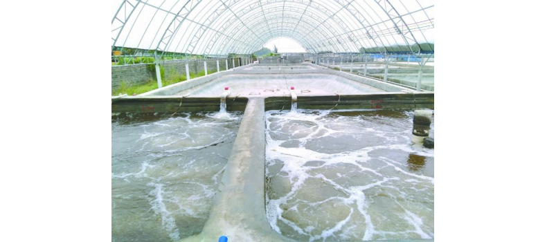 養(yǎng)蝦先養(yǎng)水！養(yǎng)水的關鍵核心原來是它！